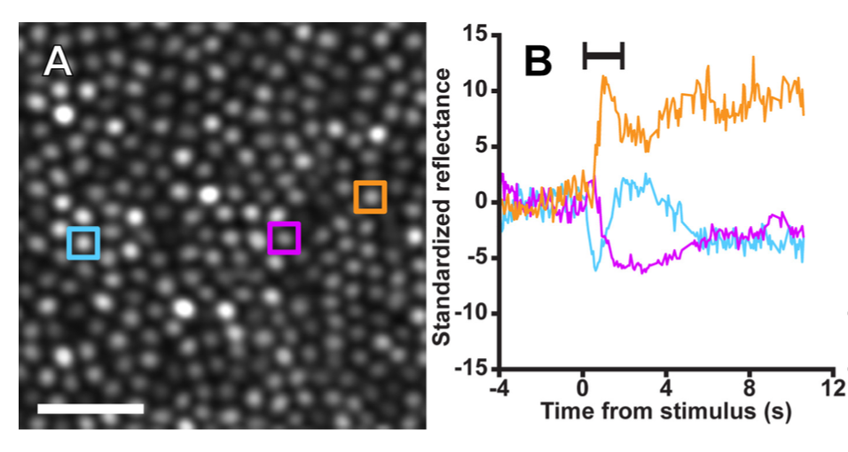 Figure 3a from Cooper et al. '17