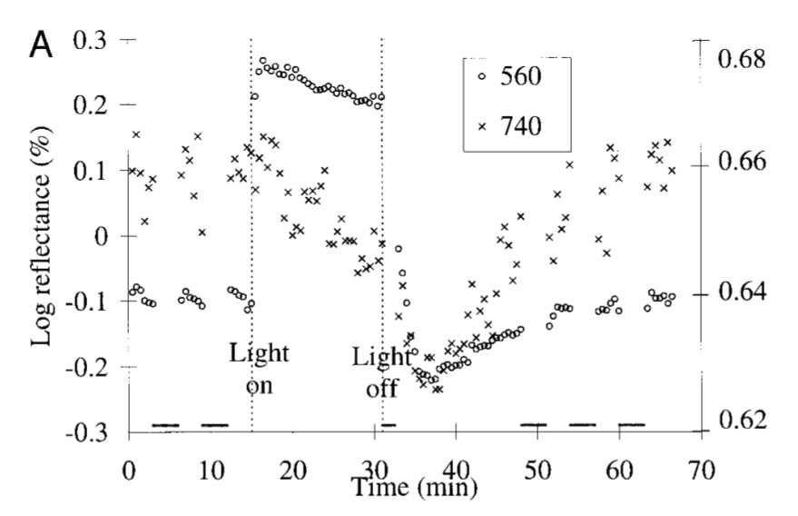 Figure 2a from Delint et al. '00